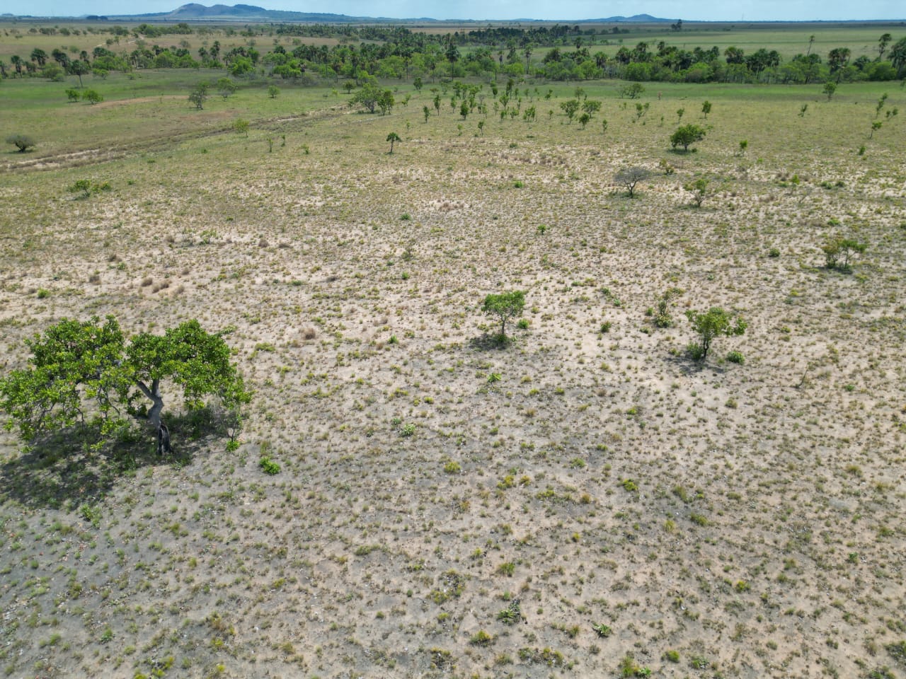 Área de lavrado com vegetação mais rala em Roraima
